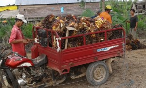 Harga Sawit di Tanjabtim Kembali Anjlok       