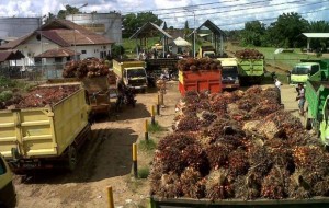 Mayoritas Perusahaan Belum Merealisasikan Perkebunan Masyarakat