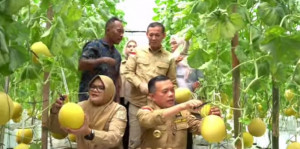Bupati Dillah Didampingi Wabup panen Melon Premiun Perdana Bersama Gubernur Jambi 