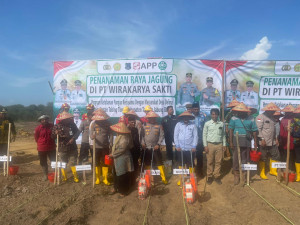 Bupati & Kapolres Kompak Tanam Jagung di Tanjab Barat, Dukung Program Makan Bergizi Gratis
