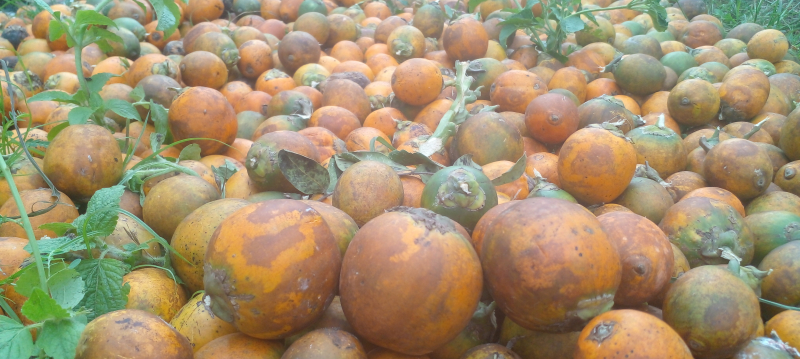 Buah Pinang Tua 