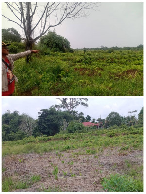 Lahan Pertanian Terbengkalai, Indikasi Pemborosan Anggaran di Dinas Pertanian Tanjabtim
